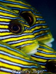 "Eyes and Stripes"    Raja Ampat, West-Papua (Macro lens ... by Henry Jager 